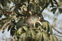 Pachira insignis